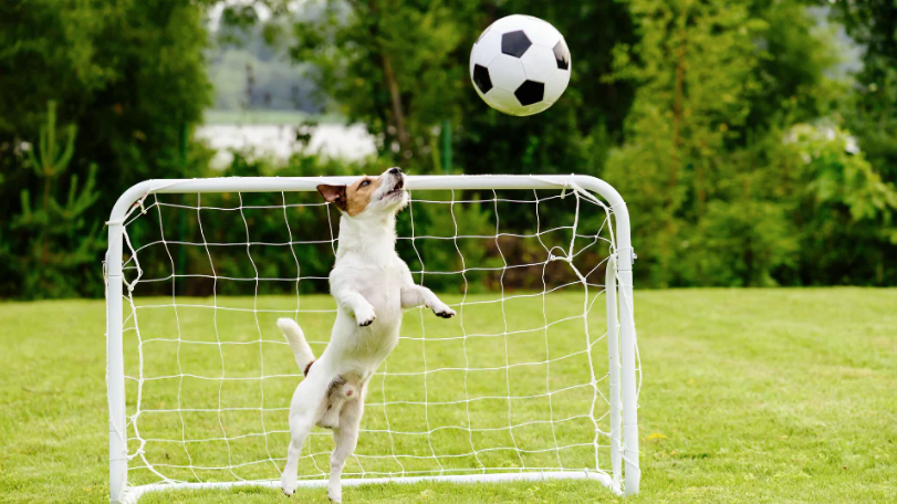 World Cup 2026 fuels rise of pet-themed merchandise