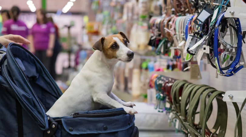Pet retailers push store expansion into regional markets across Europe and North America