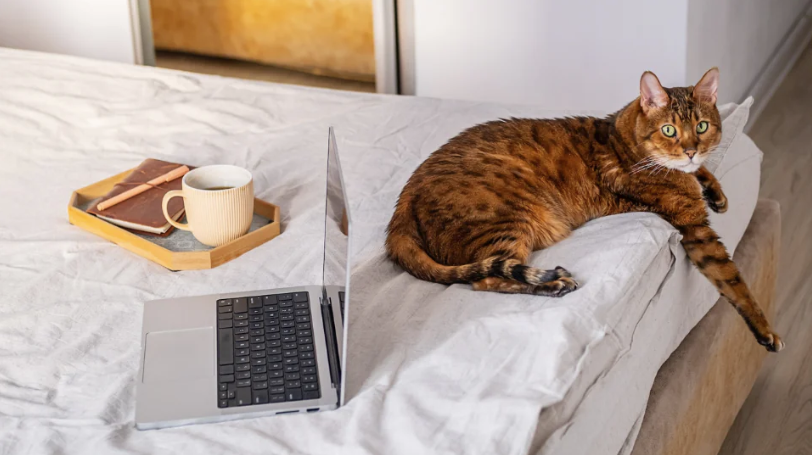 Millennials and Gen X drive online pet care growth in the US