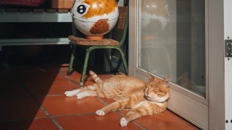 Cats overtake dogs as Taiwan’s top pets for the first time
